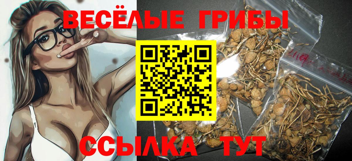 Псилоцибиновые грибы мицелий  Псилоцибиновые грибы мицелий  Сибай  Вход с VPN 